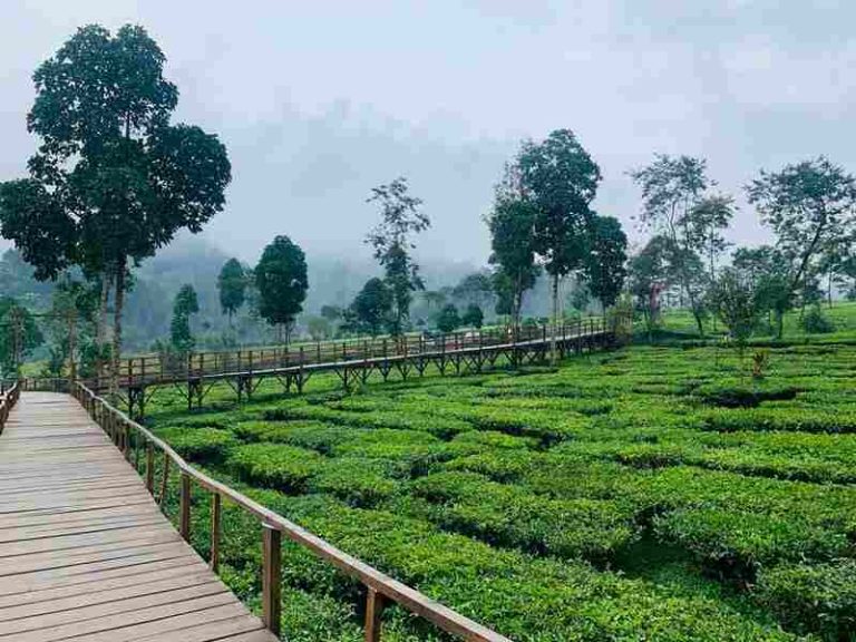 Informasi Lokasi dan Harga Tiket Kebun Teh Wonosobo 2023